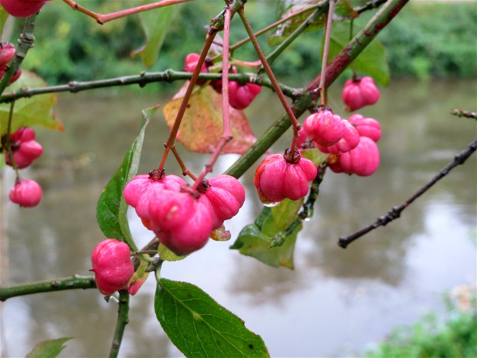 Pfaffenhütchen (Euonymus europaeus) am Kraichbach in Hockenheim