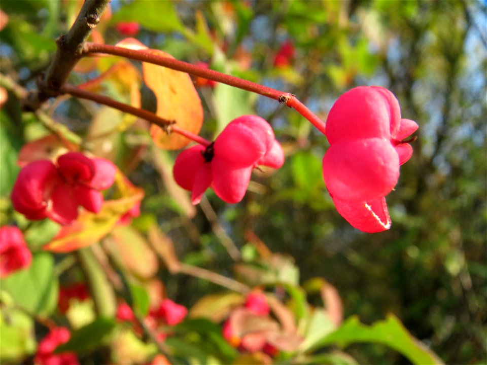 Pfaffenhütchen (Euonymus europaeus) in Hockenheim