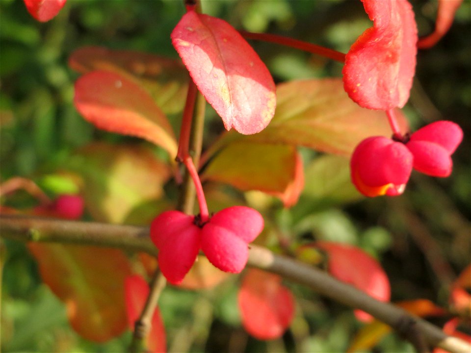 Gewöhnlicher Spindelstrauch oder Pfaffenhütchen (Euonymus europaeus) in Hockenheim