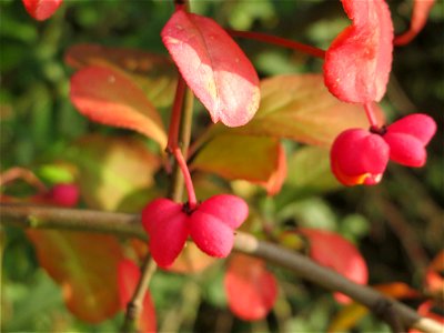 Gewöhnlicher Spindelstrauch oder Pfaffenhütchen (Euonymus europaeus) in Hockenheim