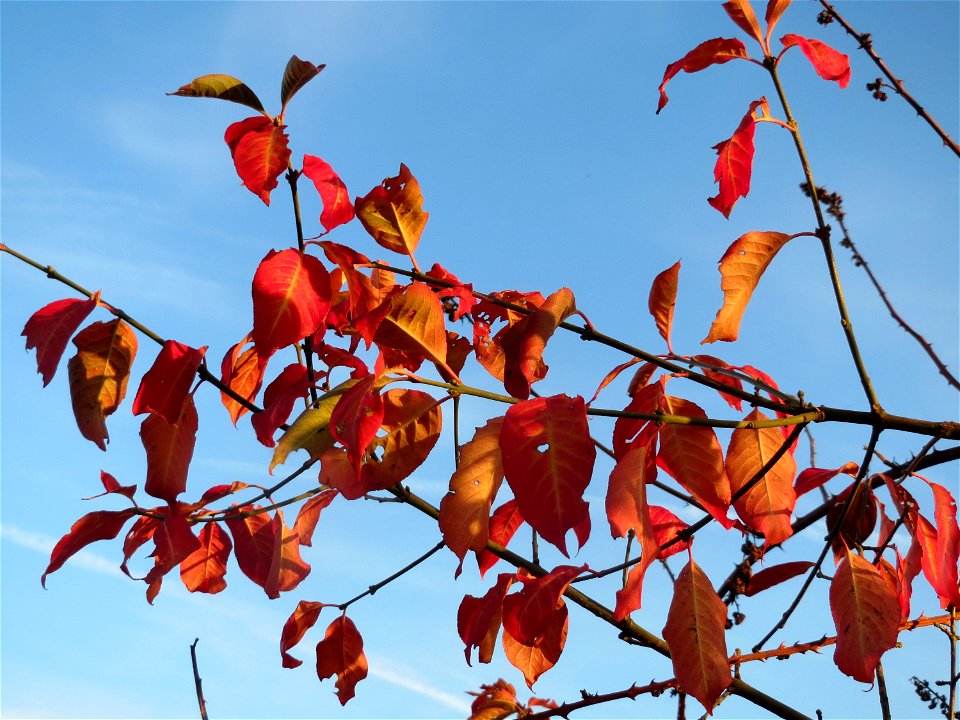 Pfaffenhütchen (Euonymus europaeus) in Hockenheim
