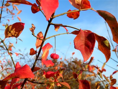 Pfaffenhütchen (Euonymus europaeus) in Hockenheim
