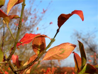 Pfaffenhütchen (Euonymus europaeus) in Hockenheim