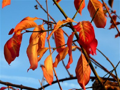 Pfaffenhütchen (Euonymus europaeus) in Hockenheim