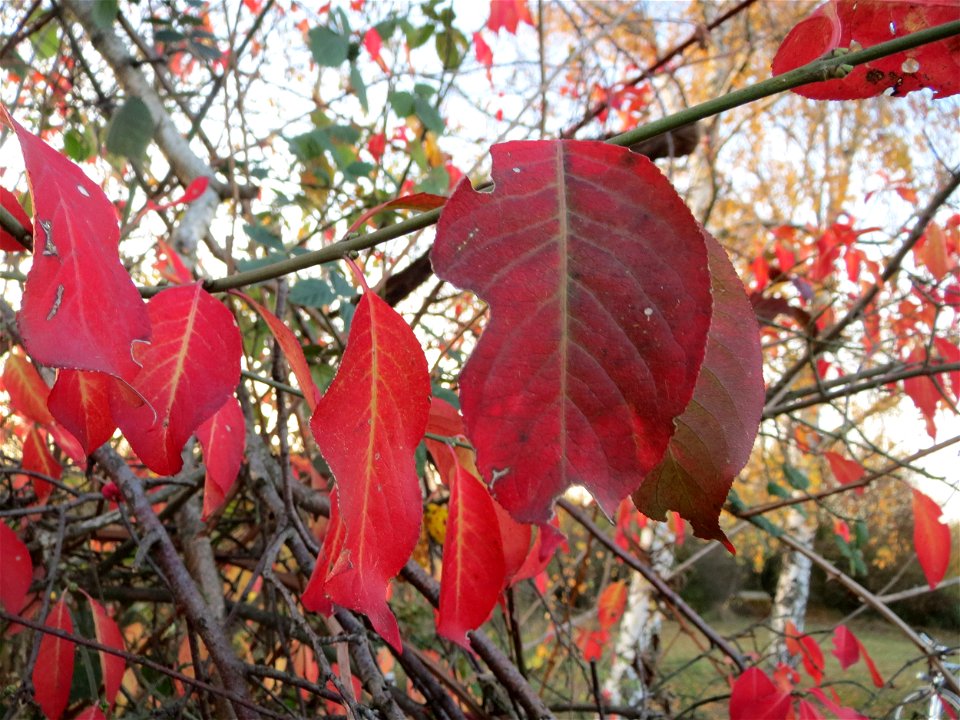 Pfaffenhütchen (Euonymus europaeus) in Hockenheim