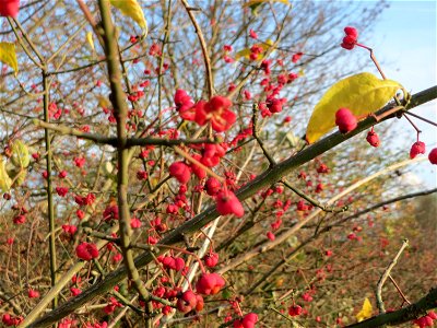 Pfaffenhütchen (Euonymus europaeus) in Hockenheim