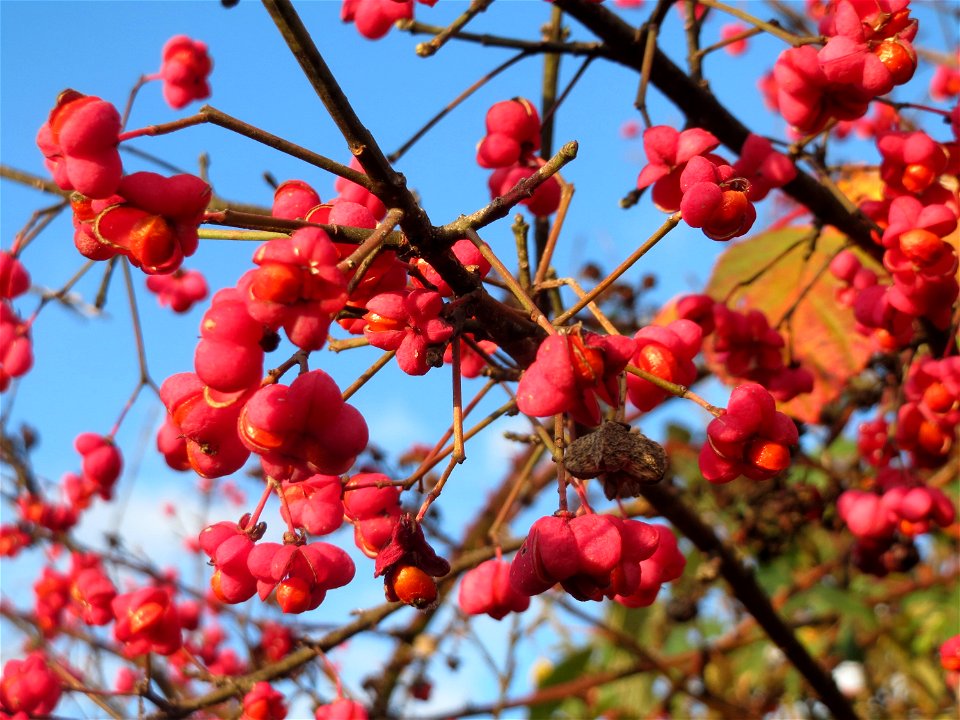 Gewöhnlicher Spindelstrauch oder Pfaffenhütchen (Euonymus europaeus) in Hockenheim