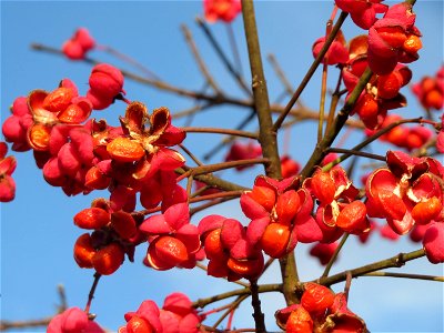 Gewöhnlicher Spindelstrauch oder Pfaffenhütchen (Euonymus europaeus) in Hockenheim