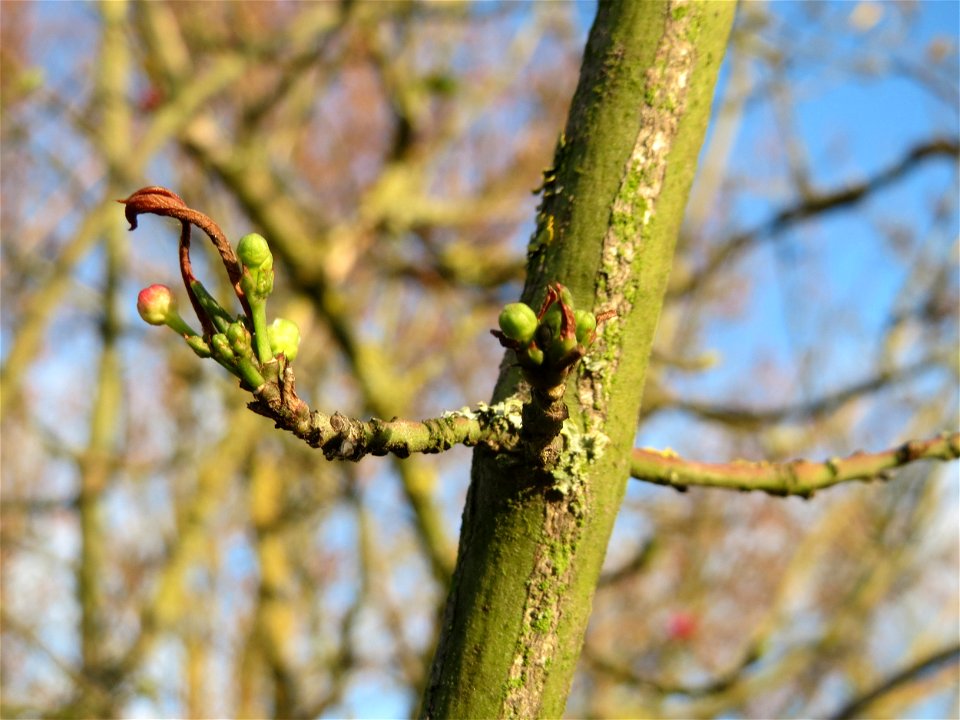 Pfaffenhütchen (Euonymus europaeus) in Hockenheim