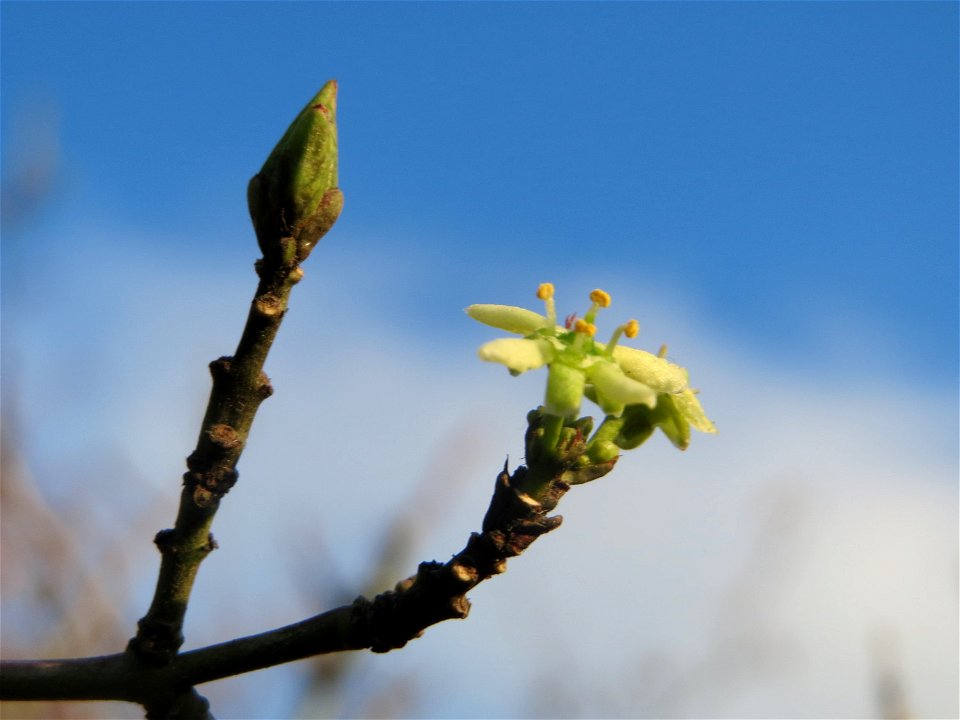 Herbstblüte des Pfaffenhütchens (Euonymus europaeus) in Hockenheim