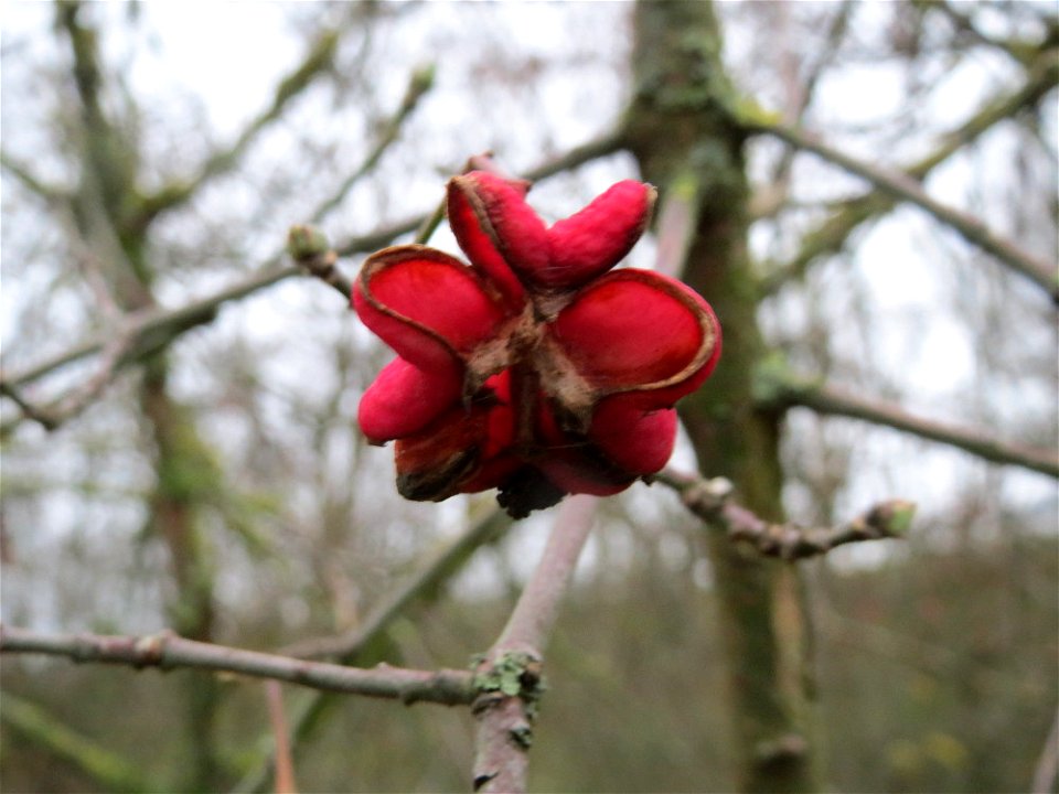 Pfaffenhütchen (Euonymus europaeus) in Hockenheim