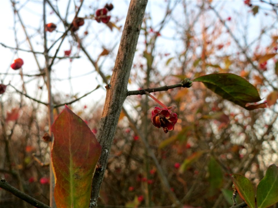 Pfaffenhütchen (Euonymus europaeus) in Hockenheim