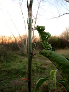 Pfaffenhütchen (Euonymus europaeus) in Hockenheim