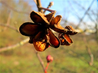 Pfaffenhütchen (Euonymus europaeus) in Hockenheim