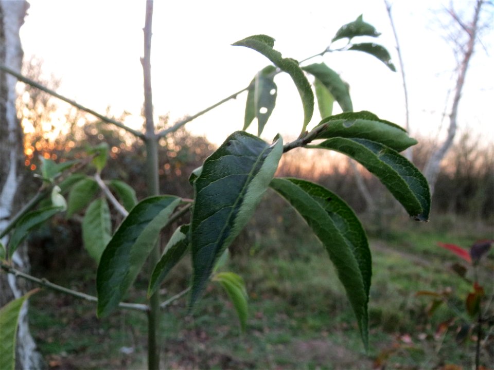 Pfaffenhütchen (Euonymus europaeus) in Hockenheim