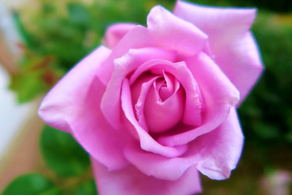 Nature love romantic