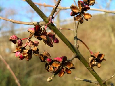 Pfaffenhütchen (Euonymus europaeus) in Hockenheim