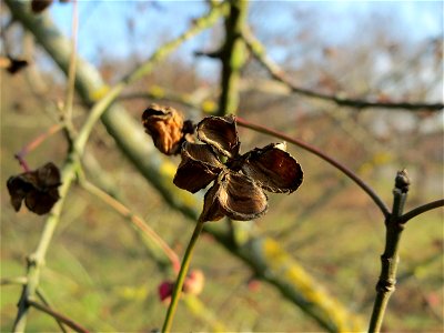 Pfaffenhütchen (Euonymus europaeus) in Hockenheim