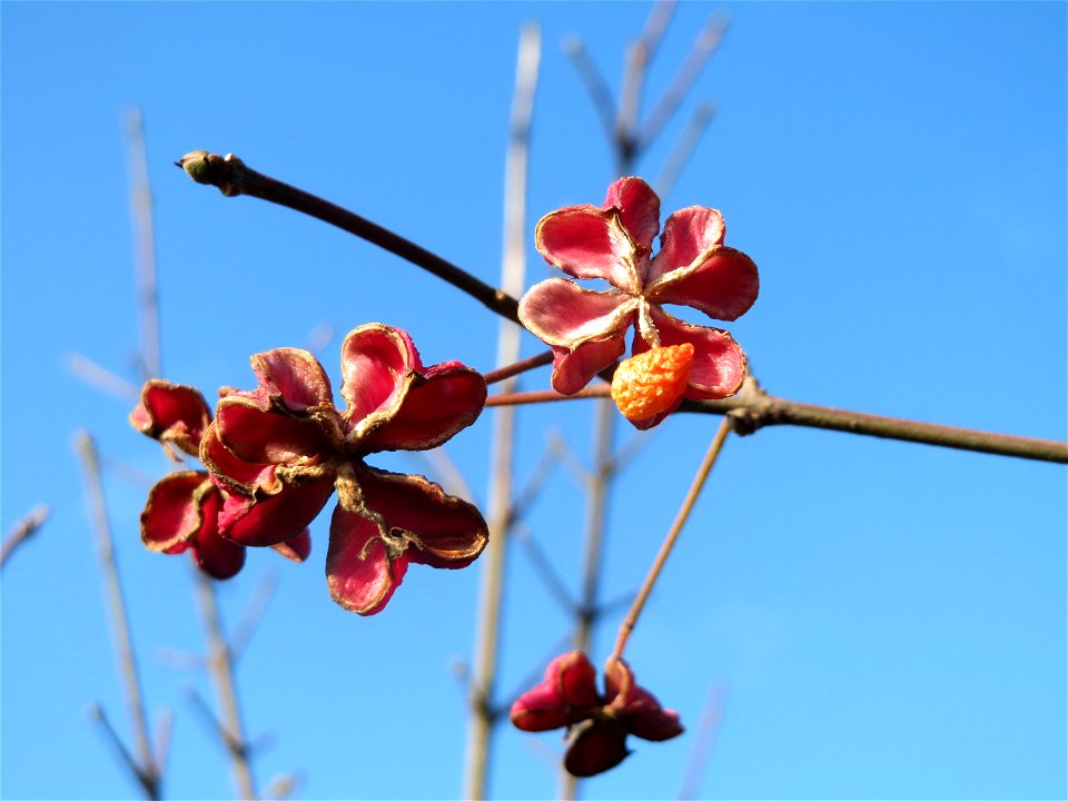 Pfaffenhütchen (Euonymus europaeus) in Hockenheim