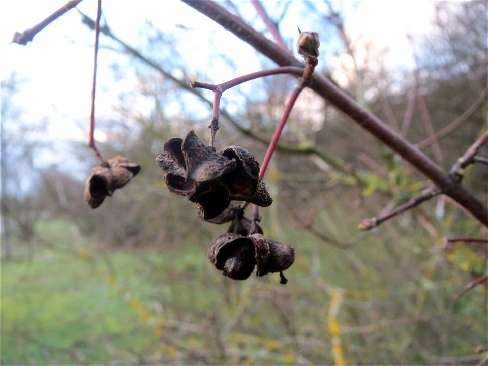Pfaffenhütchen (Euonymus europaeus) in Hockenheim