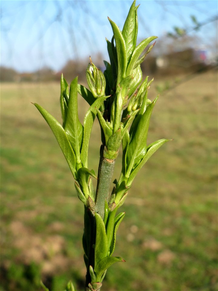 Gewöhnlicher Spindelstrauch oder Pfaffenhütchen (Euonymus europaeus) im Naturschutzgebiet „Alter Bahndamm“ im Hockenheimer Rheinbogen