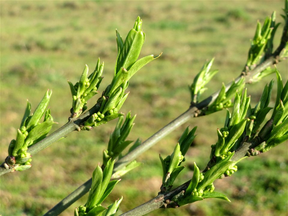 Pfaffenhütchen (Euonymus europaeus) im Hockenheimer Rheinbogen