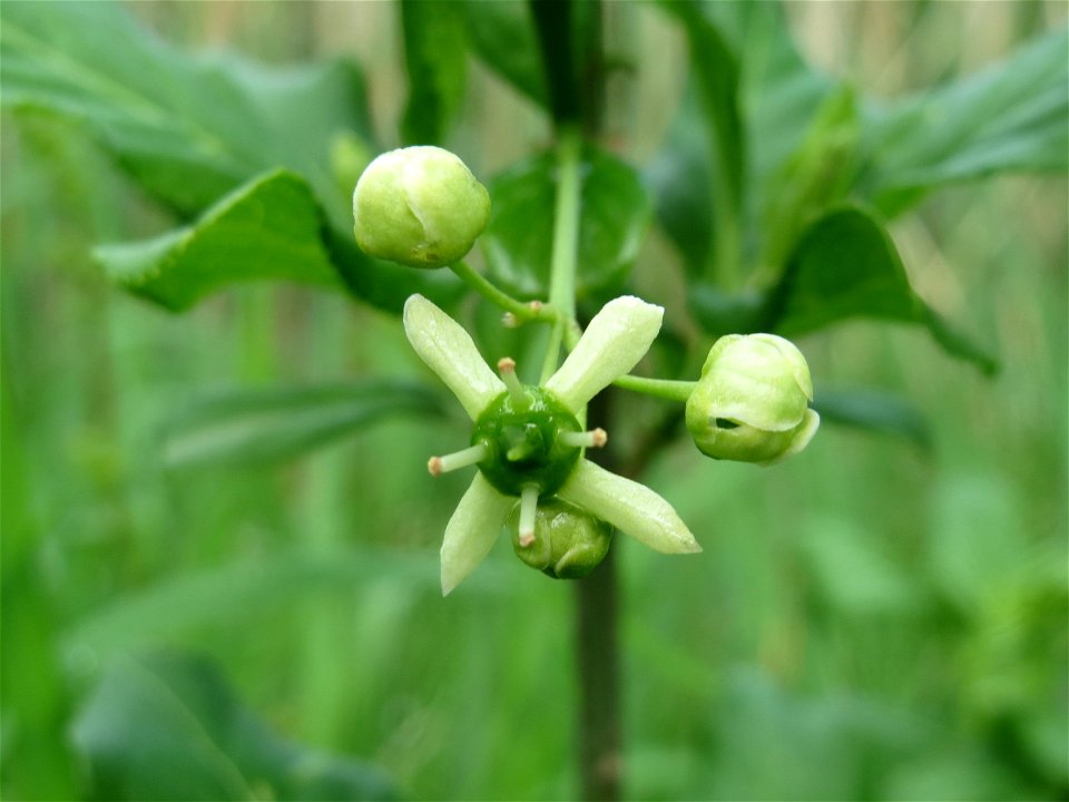 Europäisches Pfaffenhütchen (Euonymus europaeus) im Landschaftsschutzgebiet Hockenheimer Rheinbogen