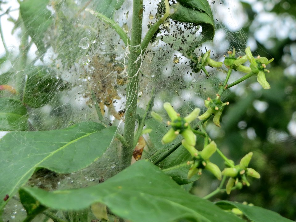 Blüte des Europäischen Pfaffenhütchens (Euonymus europaeus) mit Gespinstmotte (Yponomeuta cagnagella) im Naturschutzgebiet „Bachwiesen/Leopoldswiesen“ im Landschaftsschutzgebiet „Hockenheimer Rheinbog