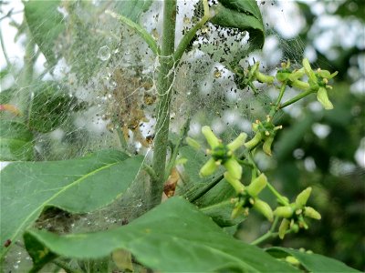 Blüte des Europäischen Pfaffenhütchens (Euonymus europaeus) mit Gespinstmotte (Yponomeuta cagnagella) im Naturschutzgebiet „Bachwiesen/Leopoldswiesen“ im Landschaftsschutzgebiet „Hockenheimer Rheinbog