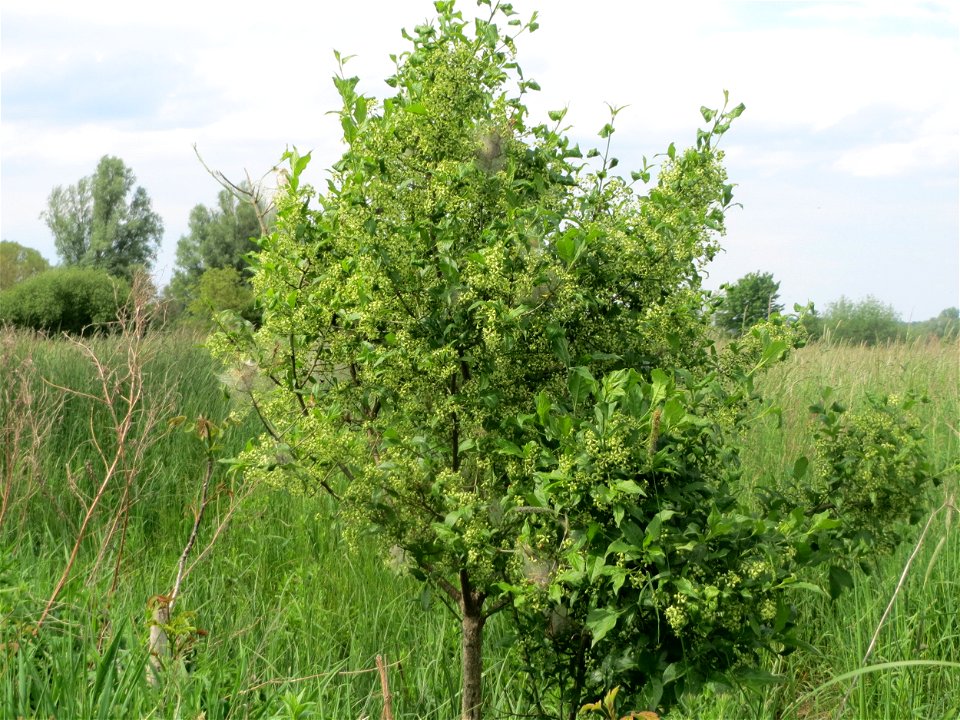 Pfaffenhütchen (Euonymus europaeus) im Naturschutzgebiet „Karl-Ludwig-See“ im Landschaftsschutzgebiet „Hockenheimer Rheinbogen“