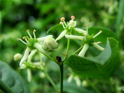 Europäisches Pfaffenhütchen (Euonymus europaeus) an der Friedenshöhe (Naturschutzgebiet „Oftersheimer Dünen“)