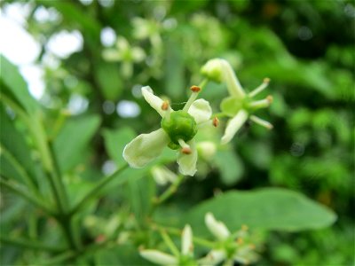 Europäisches Pfaffenhütchen (Euonymus europaeus) an der Friedenshöhe (Naturschutzgebiet „Oftersheimer Dünen“)