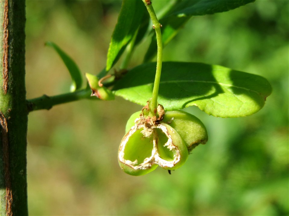 Gewöhnlicher Spindelstrauch oder Pfaffenhütchen (Euonymus europaeus) in Hockenheim