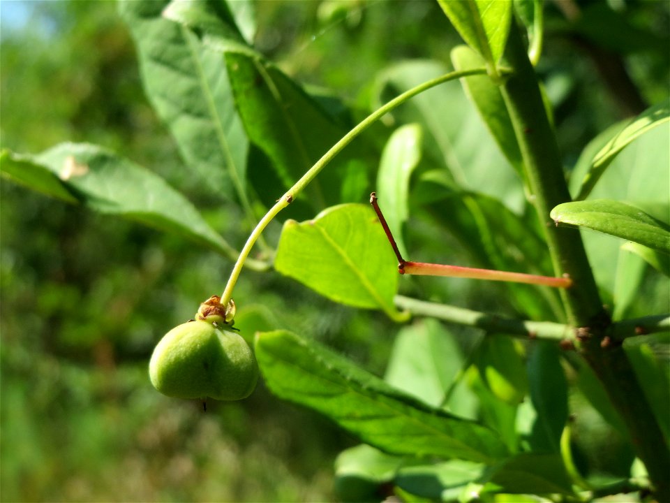 Gewöhnlicher Spindelstrauch oder Pfaffenhütchen (Euonymus europaeus) in Hockenheim