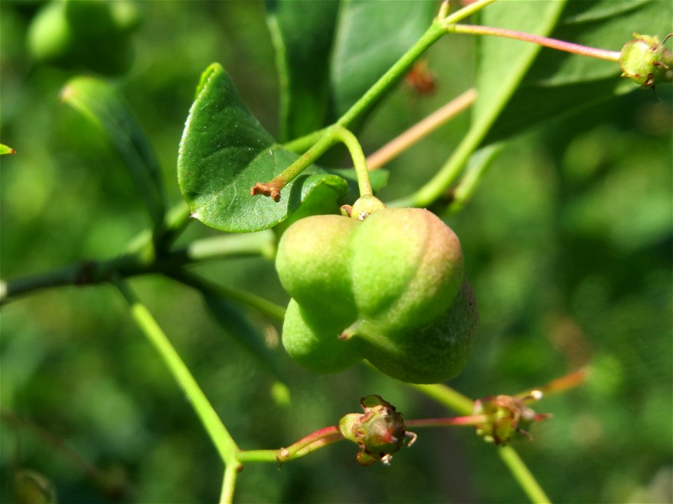 Gewöhnlicher Spindelstrauch oder Pfaffenhütchen (Euonymus europaeus) in Hockenheim