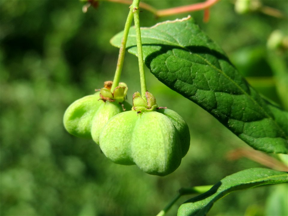 Gewöhnlicher Spindelstrauch oder Pfaffenhütchen (Euonymus europaeus) in Hockenheim