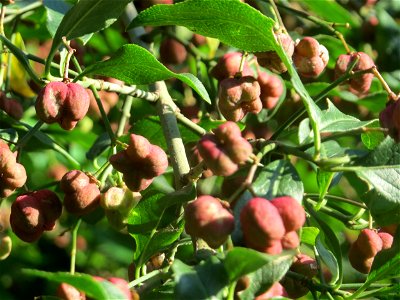 Gewöhnlicher Spindelstrauch oder Pfaffenhütchen (Euonymus europaeus) bei Hockenheim