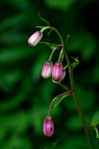 Blossom bloom martagon lily