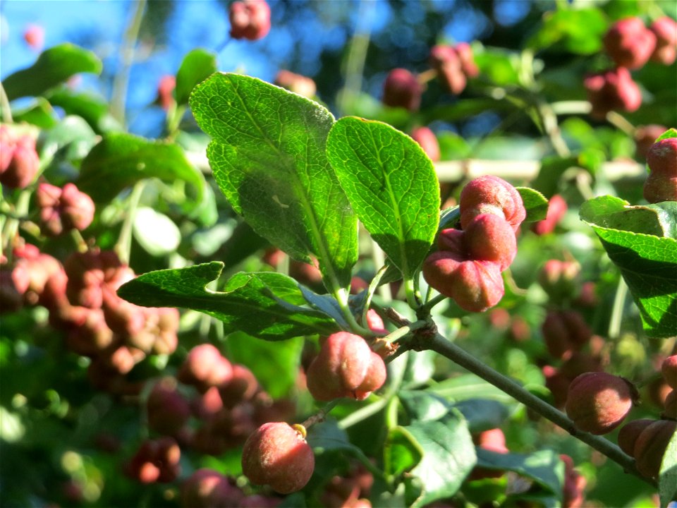 Gewöhnlicher Spindelstrauch oder Pfaffenhütchen (Euonymus europaeus) bei Hockenheim