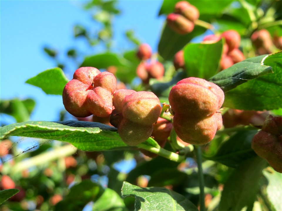 Gewöhnlicher Spindelstrauch oder Pfaffenhütchen (Euonymus europaeus) bei Hockenheim