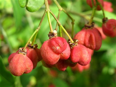 Gewöhnlicher Spindelstrauch oder Pfaffenhütchen (Euonymus europaeus) bei Hockenheim