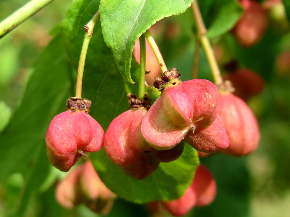 Gewöhnlicher Spindelstrauch oder Pfaffenhütchen (Euonymus europaeus) bei Hockenheim