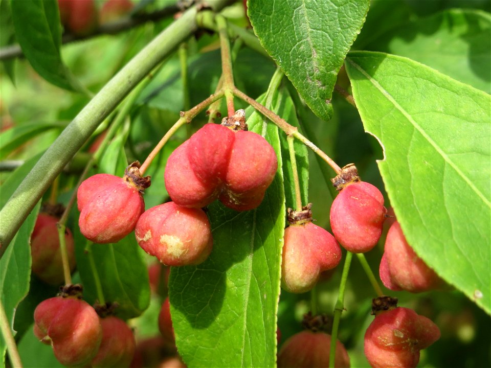 Gewöhnlicher Spindelstrauch oder Pfaffenhütchen (Euonymus europaeus) bei Hockenheim