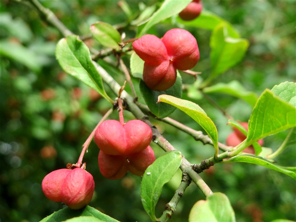 Gewöhnlicher Spindelstrauch oder Pfaffenhütchen (Euonymus europaeus) im Schwetzinger Hardt