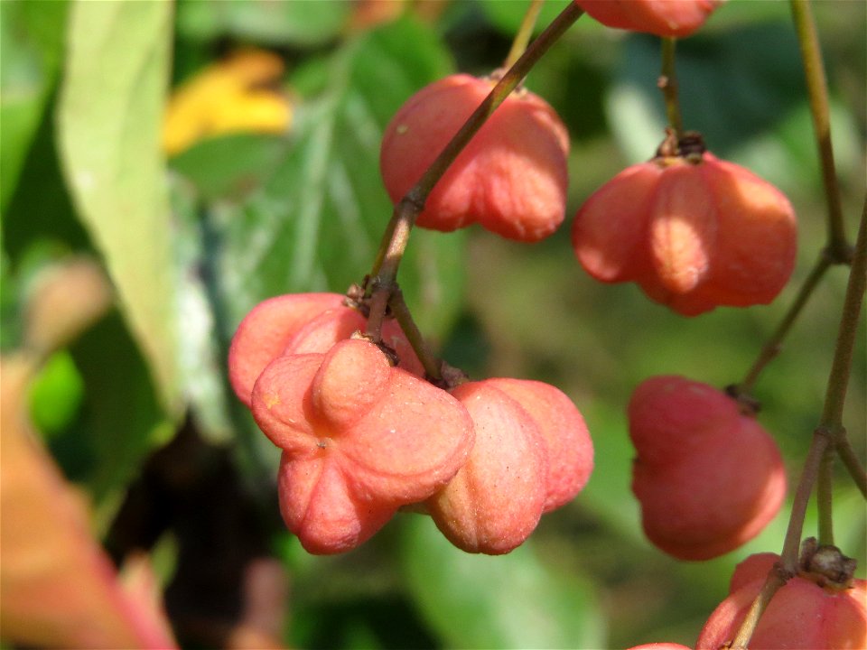 Gewöhnlicher Spindelstrauch oder Pfaffenhütchen (Euonymus europaeus) im Schwetzinger Hardt