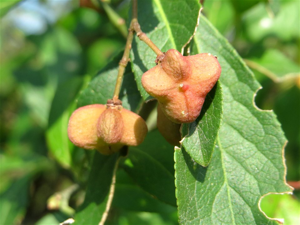 Gewöhnlicher Spindelstrauch oder Pfaffenhütchen (Euonymus europaeus) im Schwetzinger Hardt