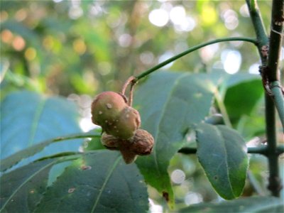 Gewöhnlicher Spindelstrauch oder Pfaffenhütchen (Euonymus europaeus) im Schwetzinger Hardt