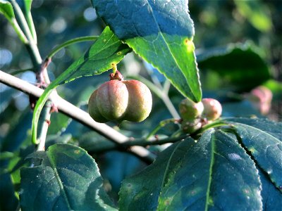 Gewöhnlicher Spindelstrauch oder Pfaffenhütchen (Euonymus europaeus) im Schwetzinger Hardt