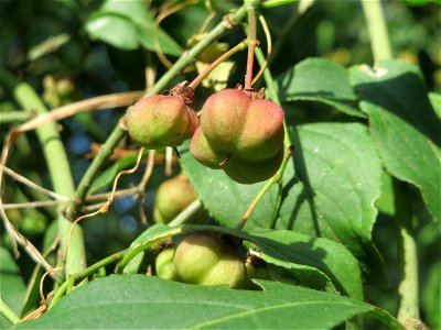 Gewöhnlicher Spindelstrauch oder Pfaffenhütchen (Euonymus europaeus) auf dem Feldherrenhügel (Naturschutzgebiet „Oftersheimer Dünen“)