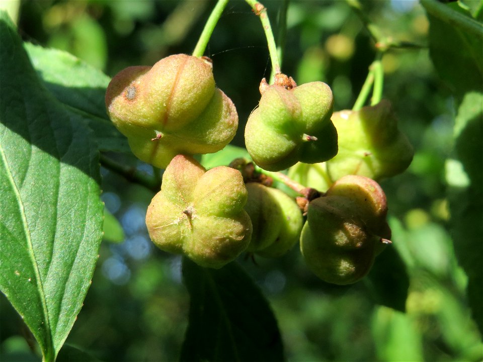 Gewöhnlicher Spindelstrauch oder Pfaffenhütchen (Euonymus europaeus) auf dem Feldherrenhügel (Naturschutzgebiet „Oftersheimer Dünen“)